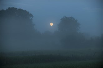 Morning mist over a meadow
