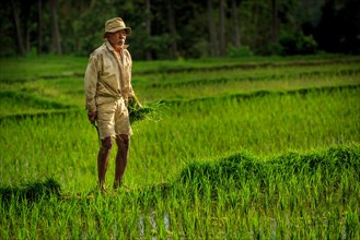 Farmer checking his rice