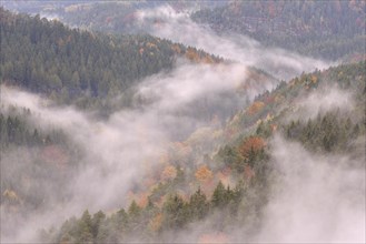 The Kirnitzschtal in fog in autumn