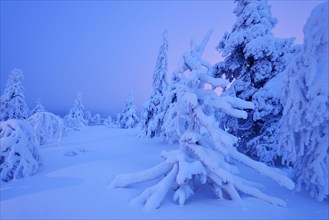 Trees in a snow-covered winter landscape