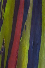 Coloured bark of a Eucalyptus Tree (Eucalyptus sp.)