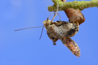 Pale Owl or Giant Owl butterfly (Caligo memnon) emerging from pupa