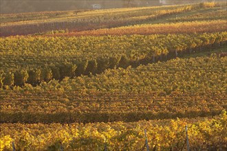 Vineyards in the evening light in autumn