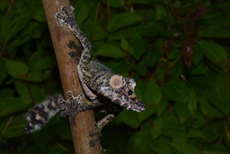 Giant Leaf-tail Gecko (Uroplatus gigantaeus)