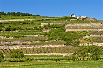 Vineyard terraces in the Kaiserstuhl region