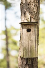 Wooden bird house on a pine tree