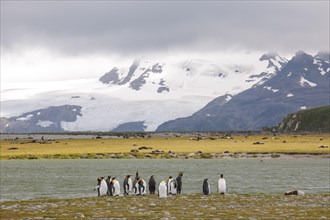 A group of King Penguins (Aptenodytes patagonicus)