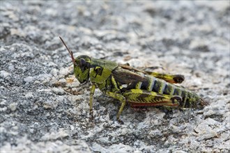 Nordic Mountain Locust (Bohemanella frigida)