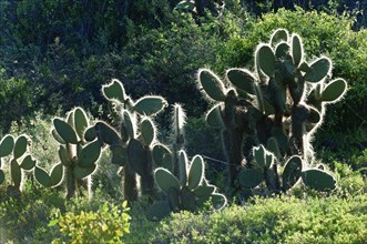 Giant Prickly Pear cactus (Opuntia sp.)