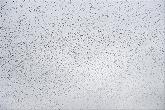 Starlings (Sturnus vulgaris)