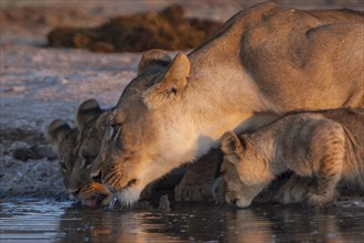 Lioness (Panthera leo) with cubs at a waterhole