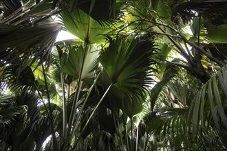 Huge palm leaves
