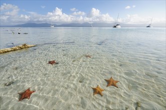 Starfish in the crystal clear water of the Cayos Los Grullos island