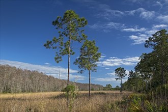 The wet prairie area of the National Audubon Society's Corkscrew Swamp Sanctuary