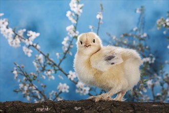 Domestic fowl chick