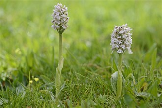 Milky Orchid (Orchis lactea)