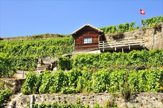 Wine house in a vineyard