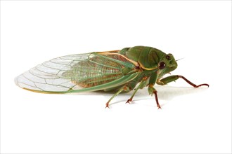 Australian Green Grocer cicada (Cyclochila australasiae)