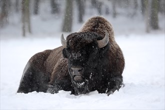 American Bison or American Buffalo (Bison bison)