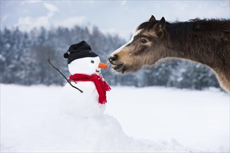 Welsh Mountain Pony eating carrot nose of a snowman