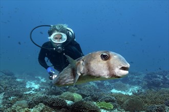 Diver watching Spotfin burrfish (Chilomycterus reticulatus) over a coral reef