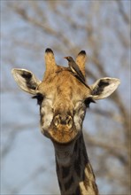 Southern Giraffe (Giraffa camelopardalis giraffa)