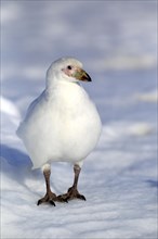 Snowy Sheathbill (Chionis alba)