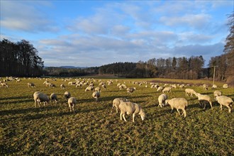 Flock of sheep grazing in evening light