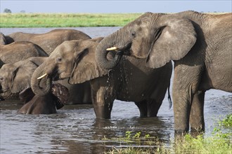 African elephants (Loxodonta africana) drinking in water