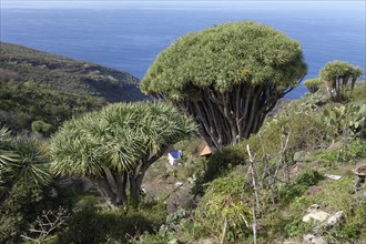 Canary Island Dragon Trees (Dracaena draco)