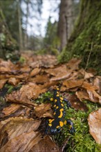 Fire Salamander (Salamandra salamandra) in a forest