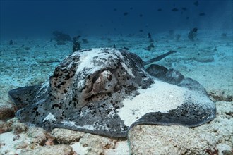 Black-spotted Stingray or Blotched Fantail Ray (Taeniura meyeni) feeding on the sandy sea bottom