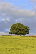 Oaks in a cornfield