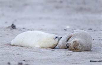 Grey Seal (Halichoerus grypus) female suckling seal pup