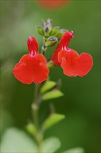 Baby Sage or Blackcurrant Sage (Salvia microphylla)