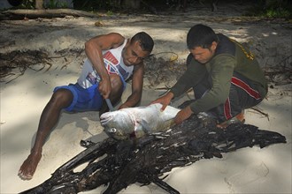 Fishermen gutting a large fish