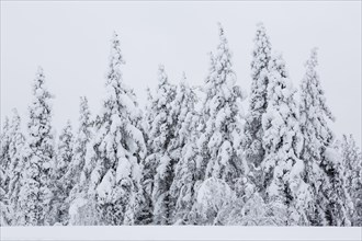 Snow-covered trees