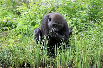 Western Lowland Gorilla (Gorilla gorilla gorilla)