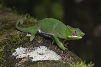 Chameleon (Furcifer timoni)