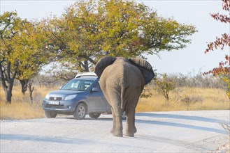 African Elephant (Loxodonta africana) standing in front of a vehicle in the road
