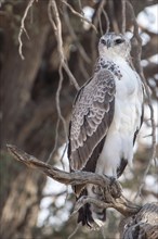 Young Martial Eagle (Polemaetus bellicosus)