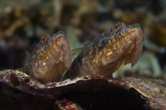 Variegated Lizardfish or Common LIzardfish (Synod variegatus)