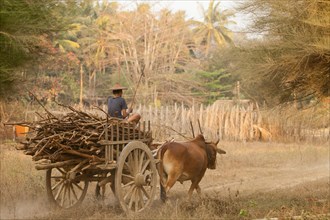 Oxcart transporting firewood