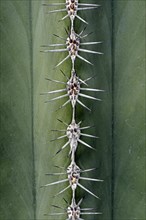 Spikes of a Saguaro Cactus (Pachycereus pringlei)