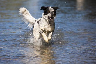 Husky Munsterlander Labrador mixed-breed dog