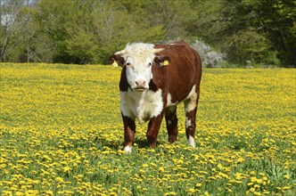 Hereford bull standing in a field of dandelion