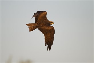 Black Kite (Milvus migrans) in flight