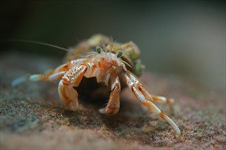 Common Hermit Crab (Pagurus bernhardus