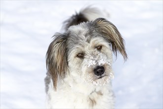 Mixed-breed dog with snow on his nose looking curious and attentive
