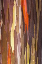Coloured bark of a Eucalyptus Tree (Eucalyptus sp.)